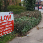 Ducks crossing